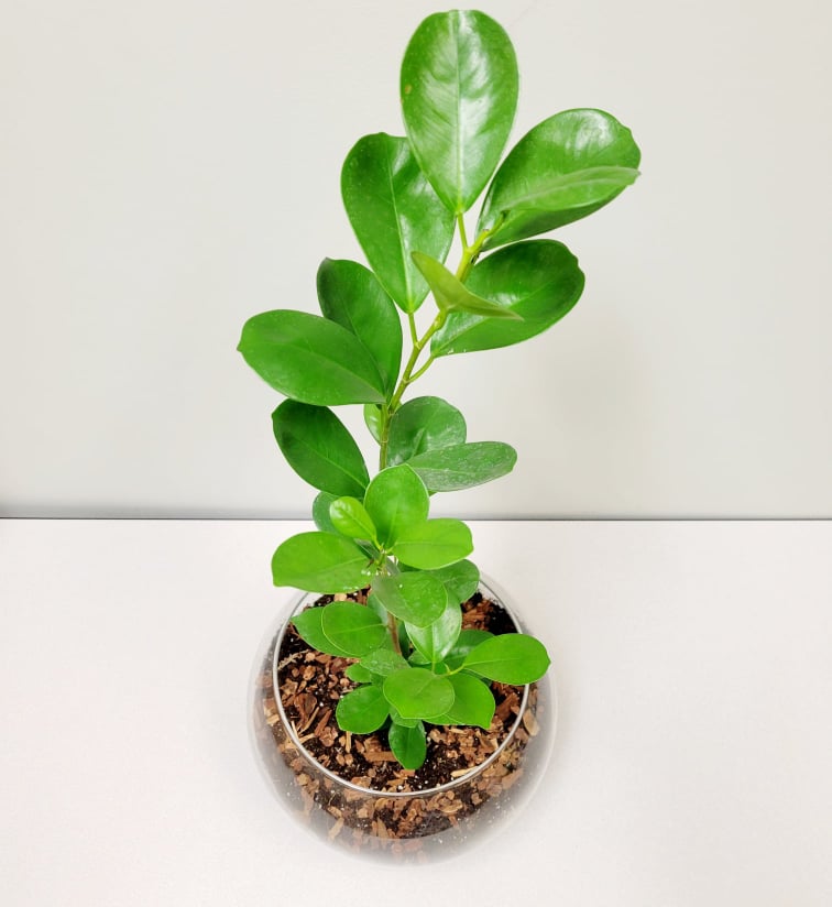 House Plant - Ficus