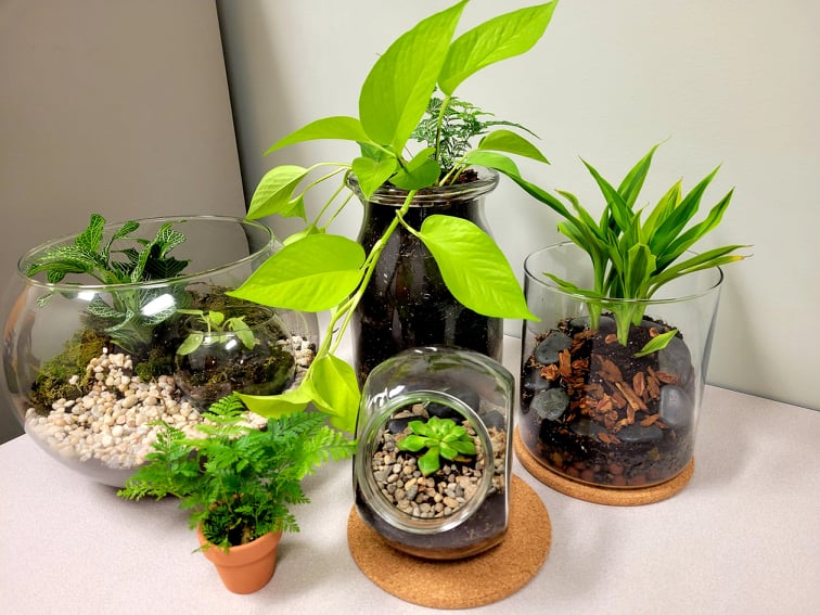 Open Terrariums - Plants