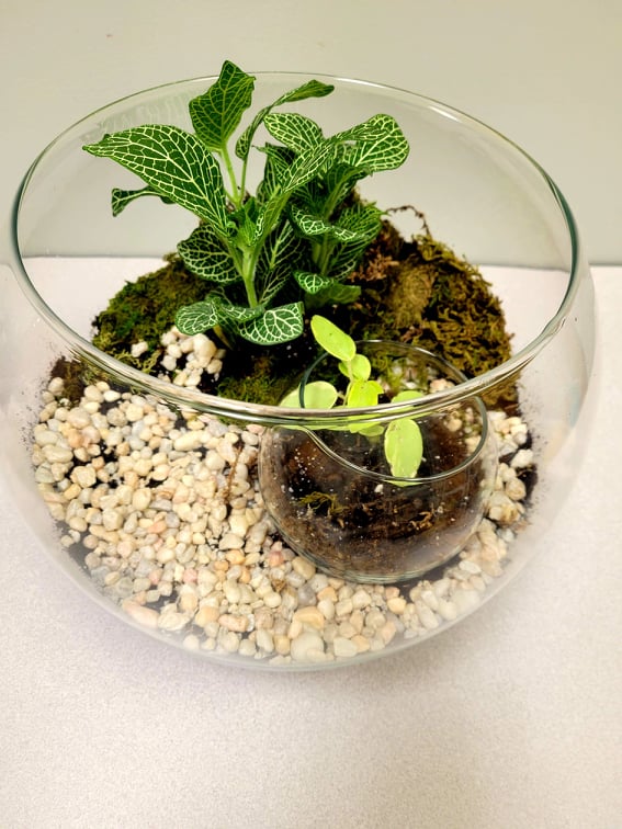 Open Terrarium - House Plants