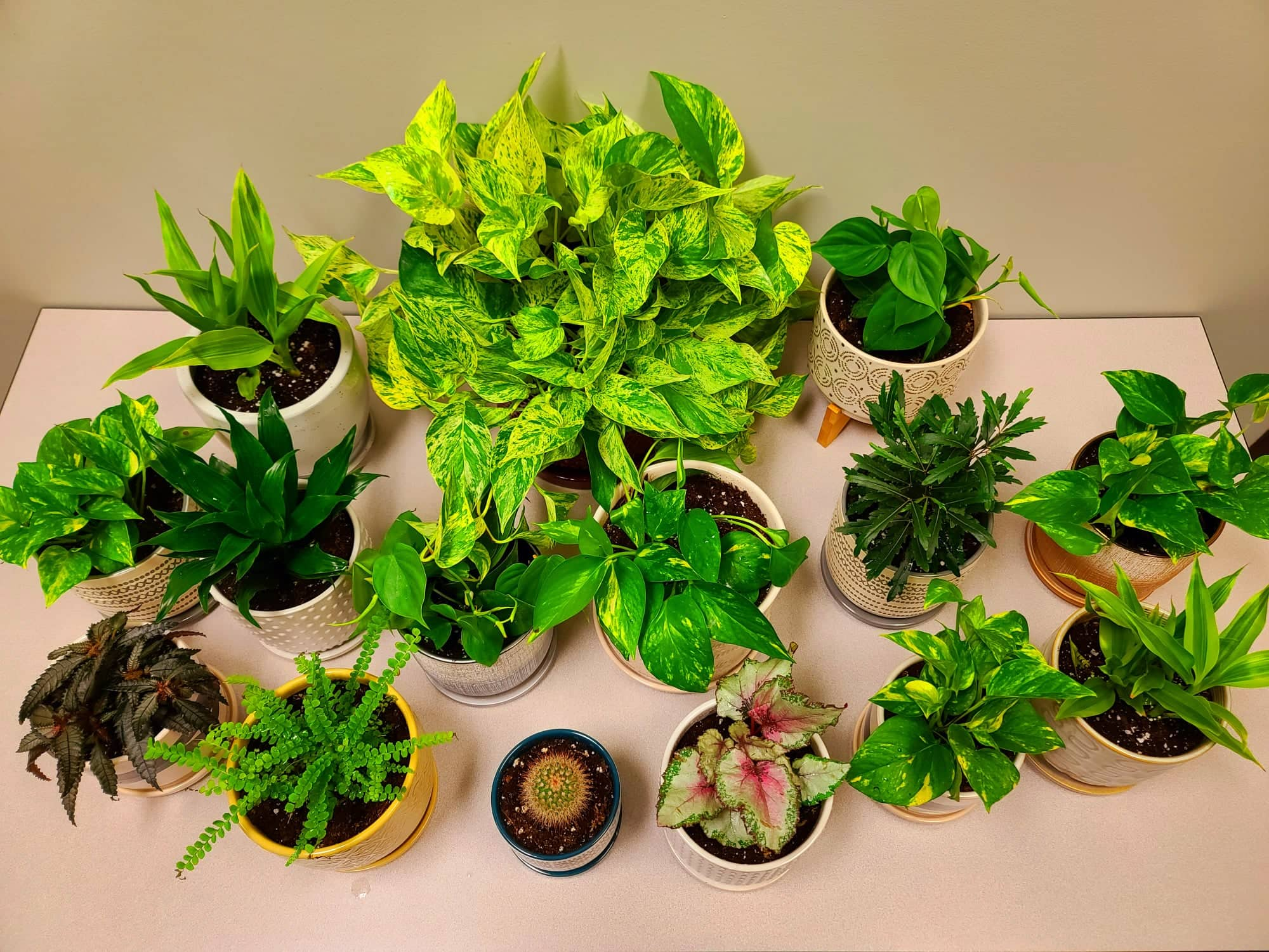 Various Potted House Plants