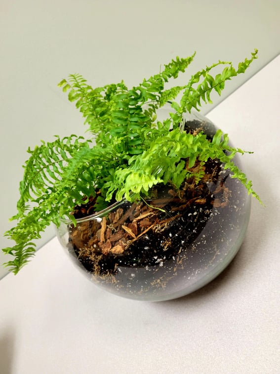 House Plant - Fern