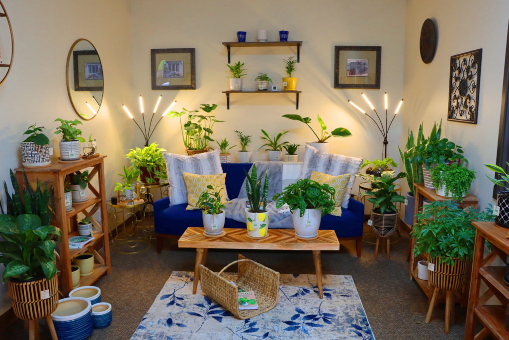 Showcase Room with House Plants